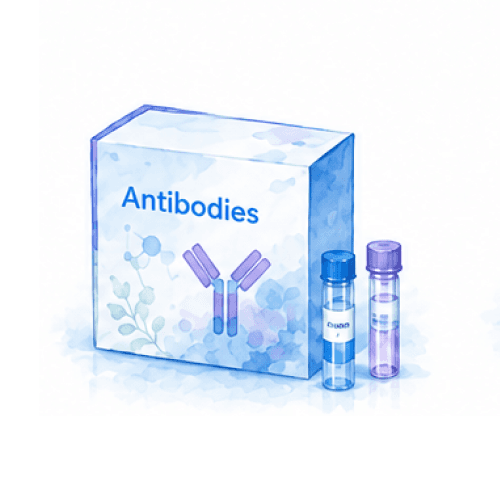 AATF Monoclonal antibody