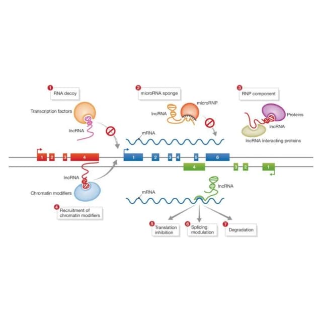 lncRNA 测序原理