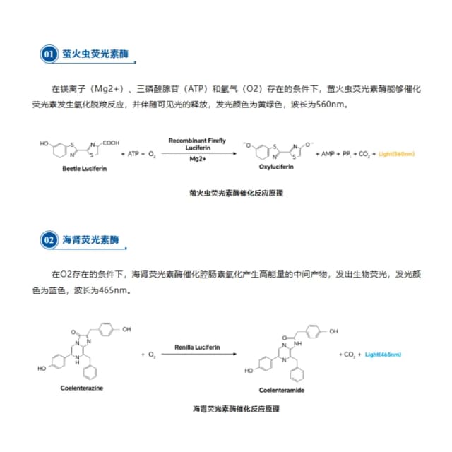 双荧光素酶报告基因原理