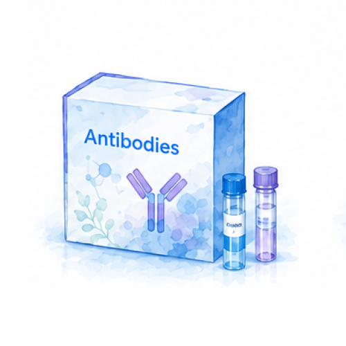 4EBP1 Monoclonal antibody